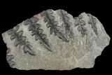 Pennsylvanian Fossil Fern (Lyginopteris) - Alabama #112742-1